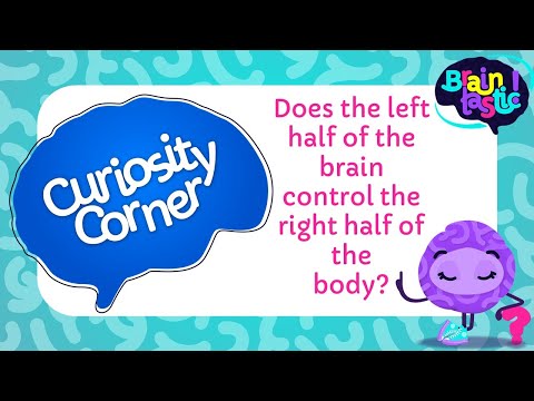 Does the left half of the brain control the right half of the body?