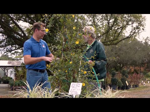 Florida Trend Video Pick - Video