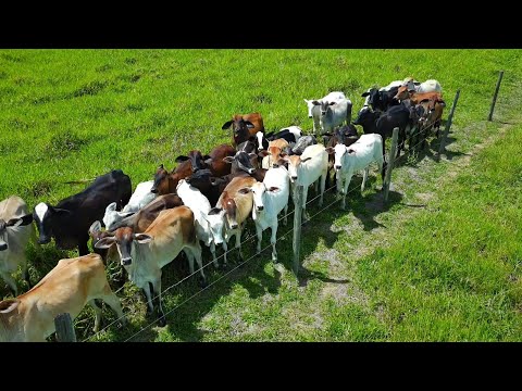 Imagens aéreas de fazenda em Medeiros Neto BA