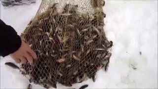 Ловля пескаря сачком ночью с фарой