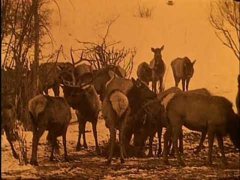Mules and Gob Talk (1920)