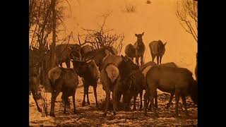 Mules and Gob Talk (1920)