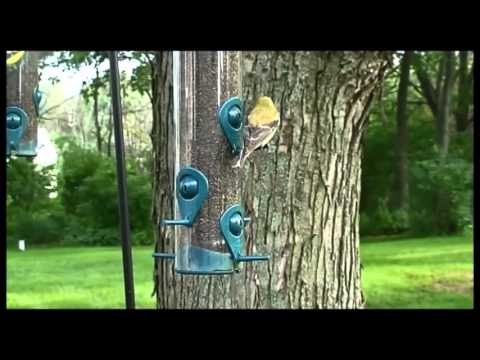 The Montello Finch Feeder