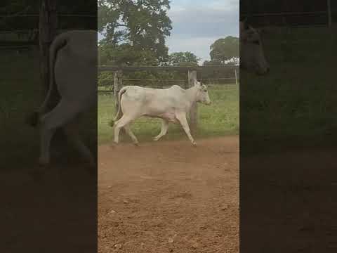 vacada cheia IATF na venda Araguapaz -go ✅ #nelore #vendas #compras #nalida