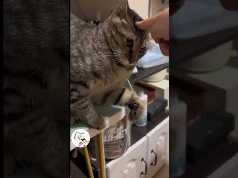 LOL, Trending Crazy Funny Cute Cats Videos Best Cats Shorts Compilations 😺😂😂 -EPS604
