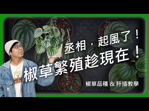 椒草種類