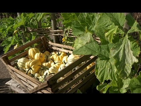 Skördetid på Fredriksdal