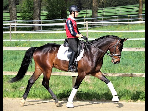 Gremlin von Worrenberg, Grey Flanell x L'Espoir, geb. 2015, Wallach, 166 cm