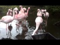 Lesser Flamingos In Vogelpark Avifauna