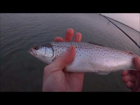 Udslip af regnbueørreder i Horsens Fjord