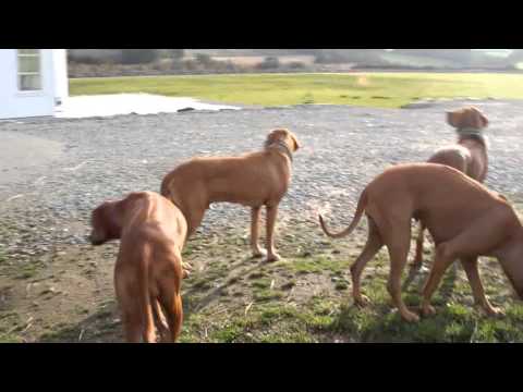 Aneesa-  trening på dyr