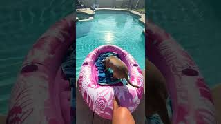 Download lagu @lunabell126: Happy Sunday babygirls morning routine 🥰💜🧡 #dog #doglover mp3