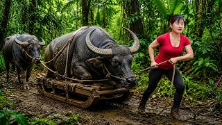 Buying 2 Huge Buffaloes from a Farmer | Selling Them at the Bustling Countryside Market MQDEFAULT Thumbnail