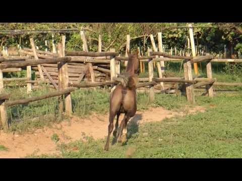 TF DANIEL - Colt 2013