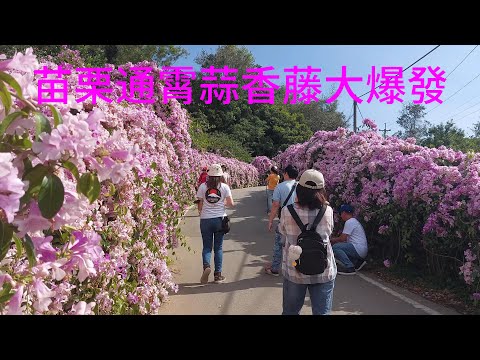 Condado de Miaoli, cidade de Tongxiao, Xiangxiang, Wisteria, Zibang, foi derrotado em 7 de novembro.