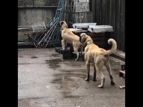 AKSARAY MALAKLISI FRANSADAN  1. Yaşında paşa ve nazlı