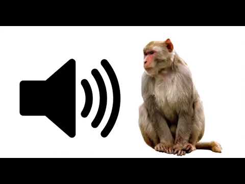 Monkey Noises SFX