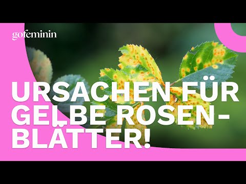 Gelbe Blätter an Rosen?