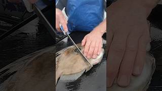 How to Fillet John Dory #fishfilleting #nzfish #mattwatson #filletingfish