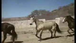 La yegua colorada - Antonio aguilar