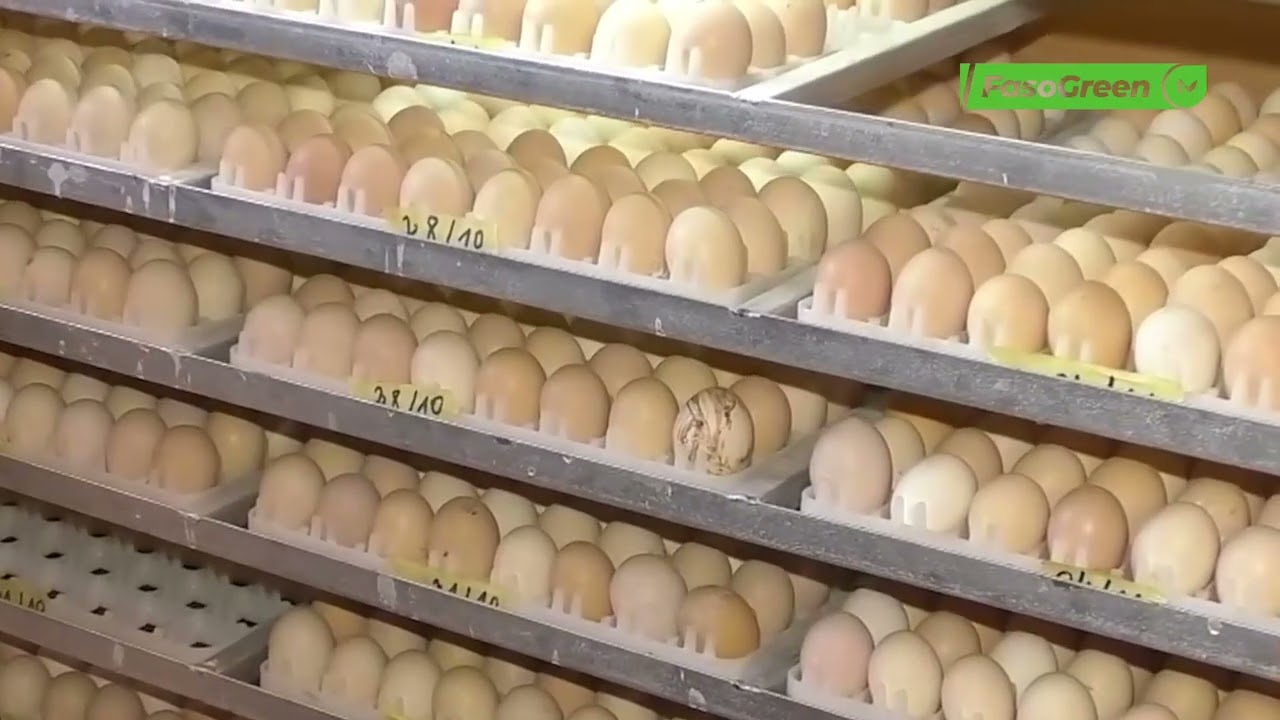 Œufs des poules pondeuses : le gouvernement fixe les prix de vente maximums