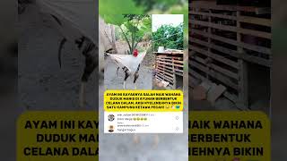 Download lagu Ayam Naik Ayunan Unik Bentuk Celana Dalam Bikin Ngakak#shorts #viral #lucu mp3