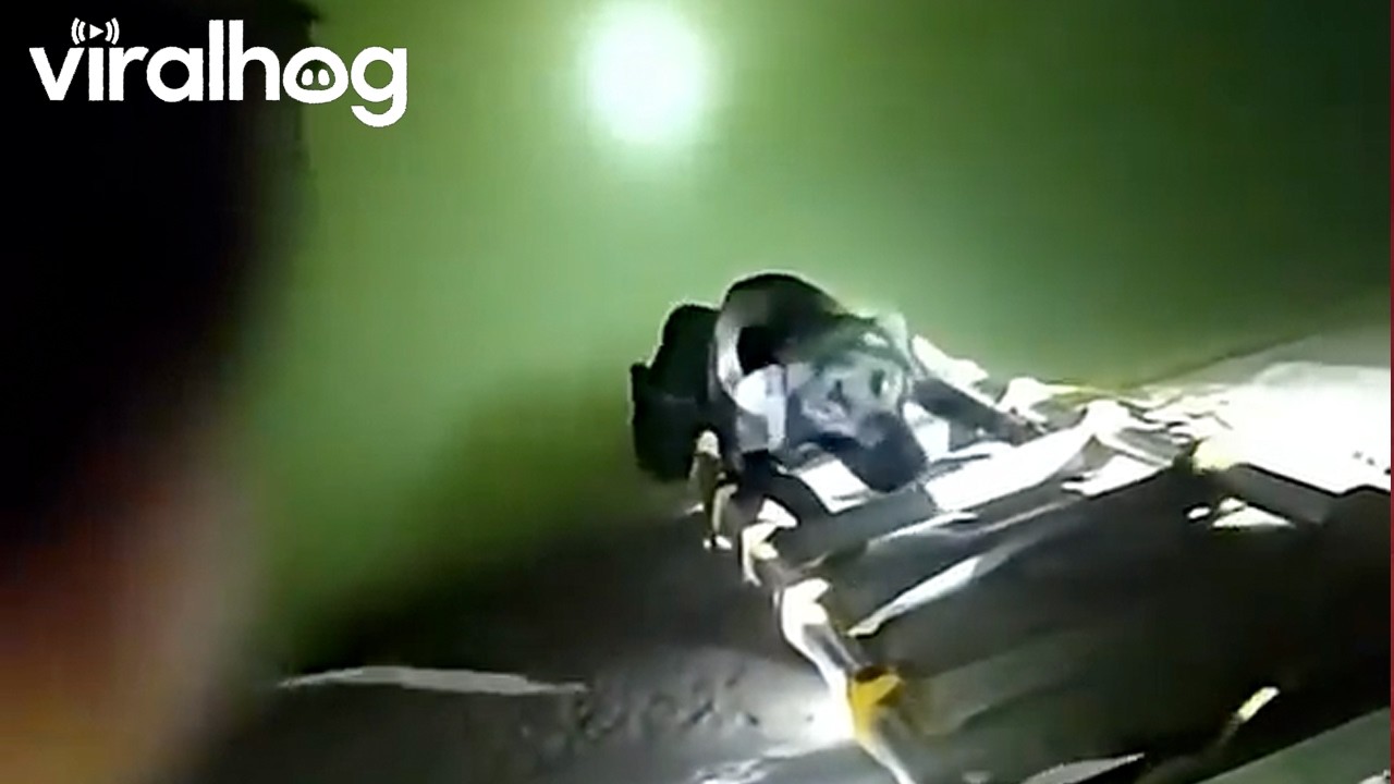 Phoenix Police Officers Pull Exhausted Dog From Dangerous Canal || ViralHog