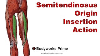 Semitendinosus Anatomy: Origin, Insertion & Action