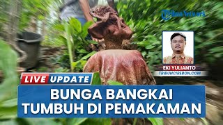 Warga Talun Cirebon Dihebohkan Tumbuhnya Bunga Bangkai di Area Pemakaman Mbah Musa Mahar