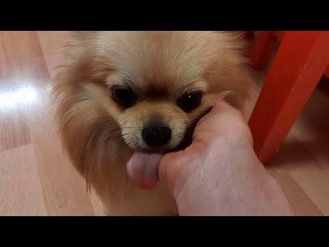 Little, cute dogs clean the owner's hand and want to cuddle :-)!
