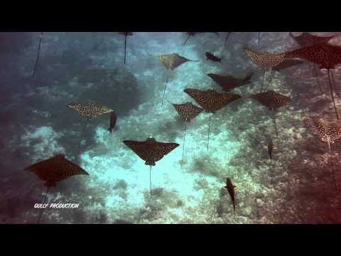 Diving Maldives - Eagles Ray at South Male Immersioni alle Maldive, Aquile a Male Sud