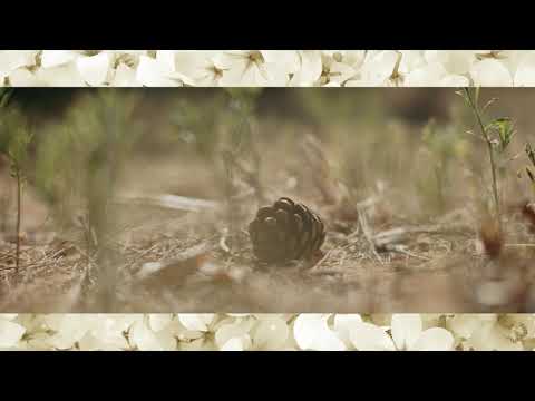 Film, Jura Stublić - Bili Cvitak