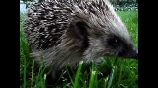 preview picture of video 'hedgehogs'