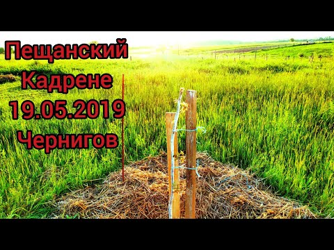 Песчанский, Кадрене 20.05.2019 ЧЕРНИГОВ.