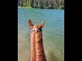 Thumbnail image 19