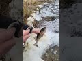 Video Thumbnail for Berkley Swimbait Does It Again.