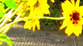 Nana Mouskouri, Love Goes On