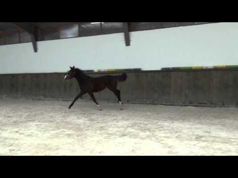 Cleopatra Red Wine ( Iceman de Muze - Calido )