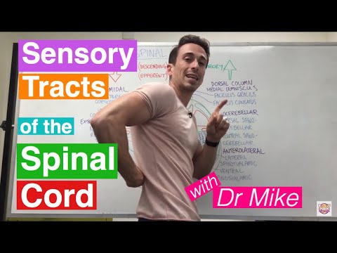 Sensory (Ascending) Tracts in the Spinal Cord