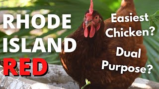 RHODE ISLAND RED: The Easiest Chicken?