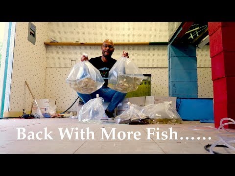 download lagu mp3 mp4 Buy Tilapia Fry, download lagu Buy Tilapia Fry gratis, unduh video klip Buy Tilapia Fry