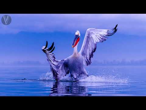 Kerkini Lake Pelicans Photo Reel 2023 #kerkini #wildlife #photography