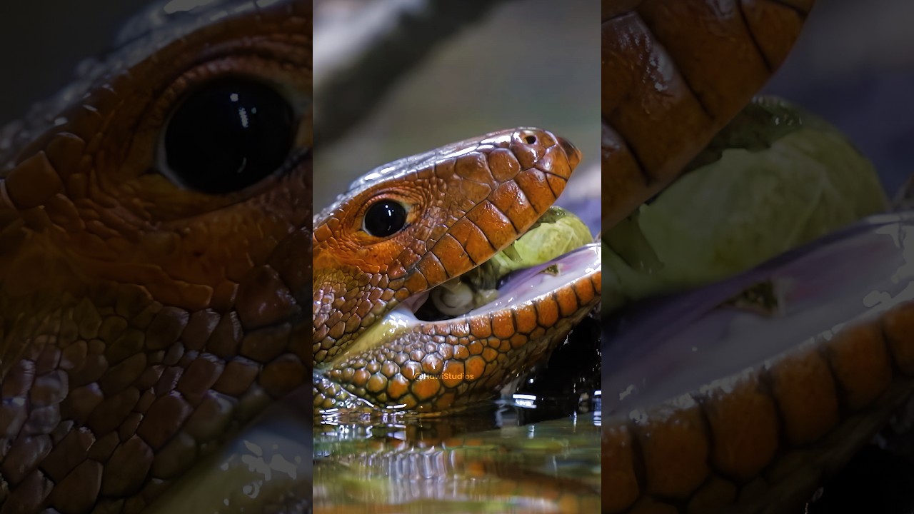 Caiman Lizard Diet and Specialized Molluscivory Mechanics