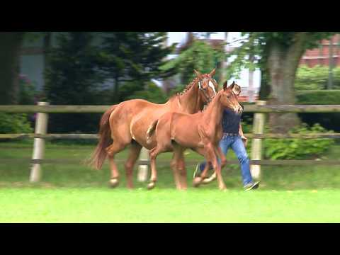 Blanke, Fürsten-Look-Weltmeyer-Werther