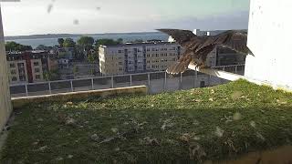 2023 MGE Falcons Take Flight