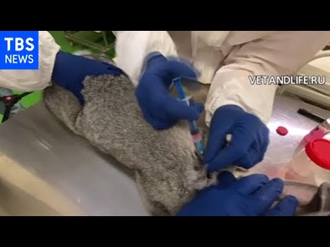 それはすべてただの作り話ですか?ロシアのコロナウイルスワクチンが精査される