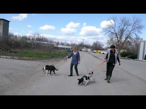 Pit und Lamis sind beide sehr bewegungsfreudig 240317