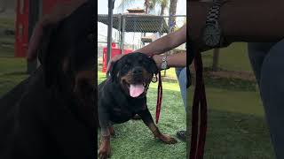 Video preview image #1 Rottweiler Puppy For Sale in Pasadena, CA, USA