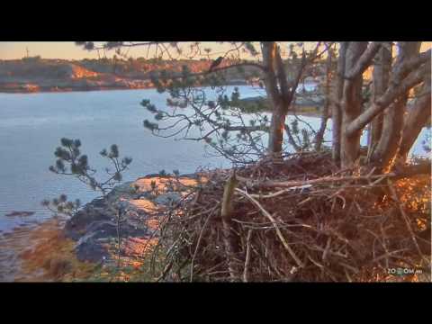 2016/10/08 norwegian WTE Nest a Blackbird and a great tit visit