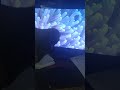 Shark Puppet React Finding Nemo Live Action Remake Part 1